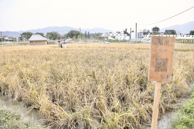 公园在生态区及访客区种植稻米，让牠们过境迁徙时，可以有栖息地和食物。